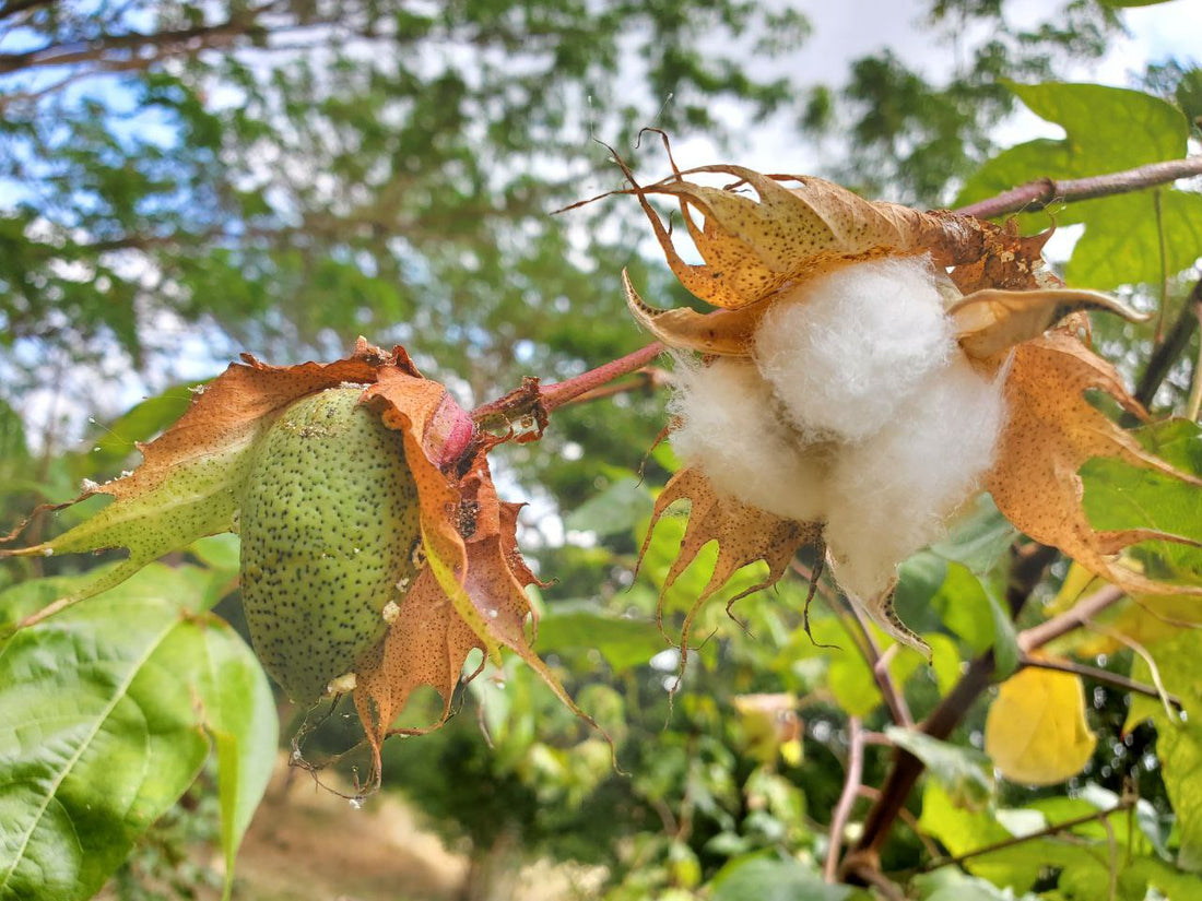 Visiting the Cotton Farm at Mahalina Foundation